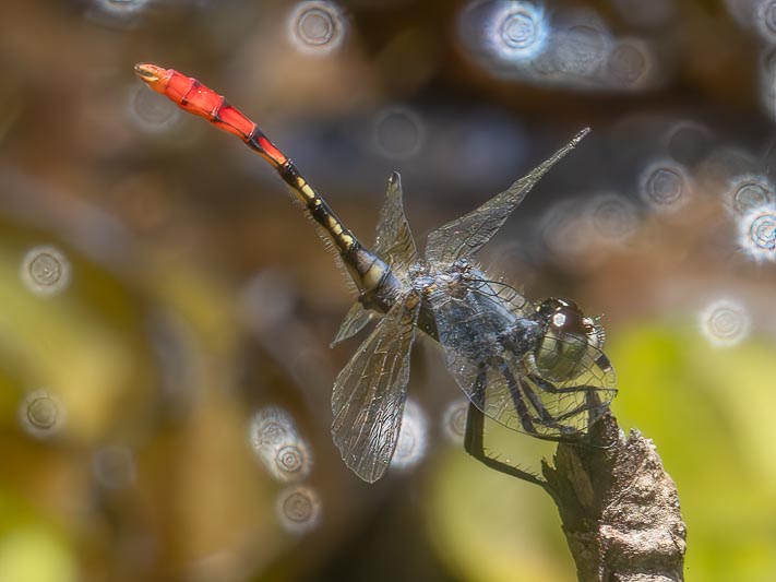 Nannophya australis male-4.jpg